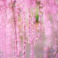 冬に咲き誇る桜画像