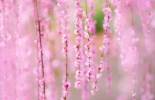 冬に咲き誇る桜画像