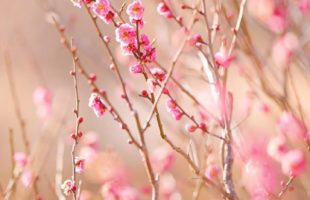 ラシエにはどんな人達がいますか？画像