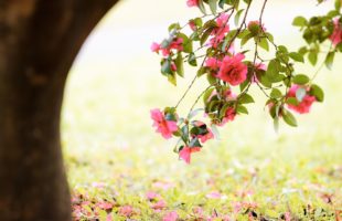 就職者体験記画像