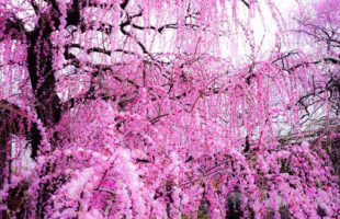 ラシエには、どんなところから通ってきている人がいますか？画像