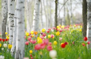 つくつくつくしんぼ！画像