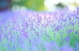 所沢アニメファンの聖地画像