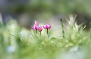 就労移行支援事業所ラシエ支援員のオススメ『マンガ』