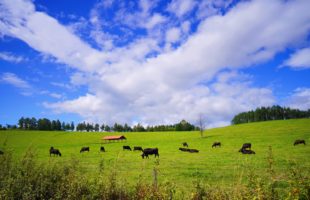 就労移行支援事業所ラシエ・支援員のオススメ「ラーメン」画像