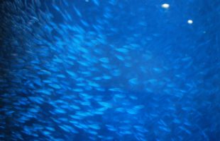 完熟フルーツ！ウー！マンゴー！画像