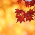 自然の中のASMR「秋の虫の音」画像