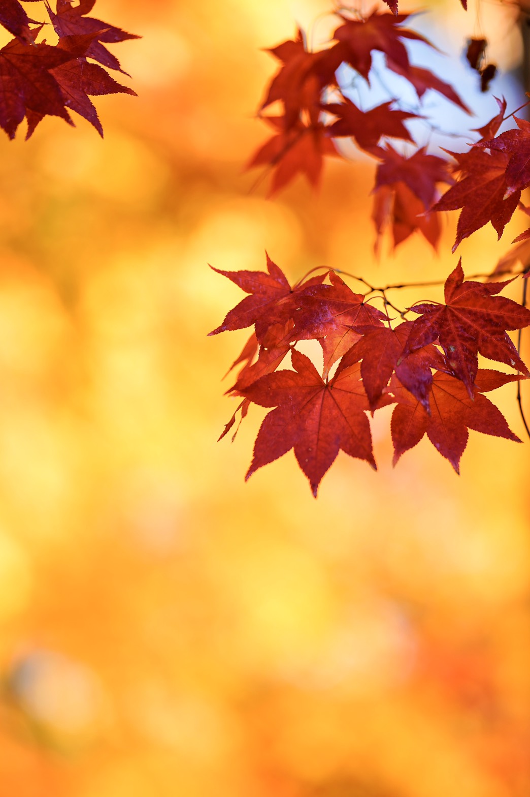 自然の中のASMR「秋の虫の音」画像