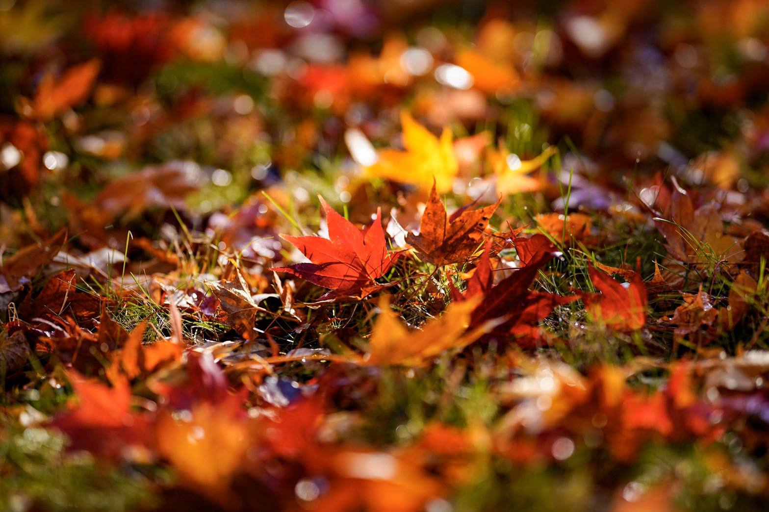 秋深く、燃ゆる紅葉画像